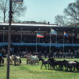 Expo Prado 2023 (203)