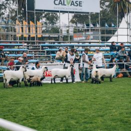 Expo Prado 2023 (232)