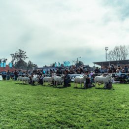 Expo Prado 2023 (88)