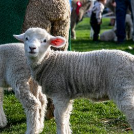 Expo Rural Prado 2024 (278)